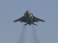 harrier