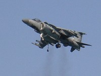 harrier